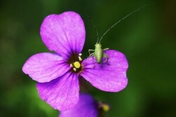 Blüte mit Heuschrecke